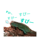 ブルーイグアナのベイちゃん①（個別スタンプ：14）
