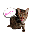 我が家のかわいいこはくスタンプ（個別スタンプ：2）