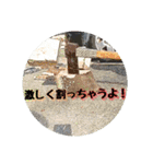 ソロキャンパー御用達（個別スタンプ：12）