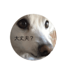 アイスとキルアとプリン（個別スタンプ：16）