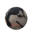 アイスとキルアとプリン（個別スタンプ：22）