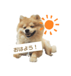 ポメラニアンのこたろう♂（個別スタンプ：1）