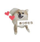 ポメラニアンのこたろう♂（個別スタンプ：4）