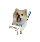 ポメラニアンのこたろう♂（個別スタンプ：5）