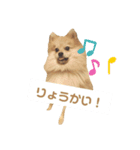 ポメラニアンのこたろう♂（個別スタンプ：7）
