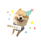ポメラニアンのこたろう♂（個別スタンプ：8）