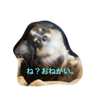プリンセスチワワ3（個別スタンプ：3）