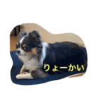 プリンセスチワワ3（個別スタンプ：12）