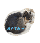 プリンセスチワワ3（個別スタンプ：14）
