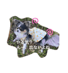 プリンセスチワワ3（個別スタンプ：27）