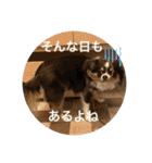 プリンセスチワワ3（個別スタンプ：28）