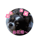 プリンセスチワワ3（個別スタンプ：31）