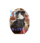 プリンセスチワワ3（個別スタンプ：39）