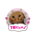 うちのアイル（個別スタンプ：1）