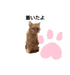 うちのアイル（個別スタンプ：3）