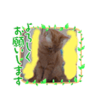 うちのアイル（個別スタンプ：14）