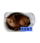 うちのアイル（個別スタンプ：15）