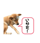 なつちゃんの使えるスタンプ（個別スタンプ：19）