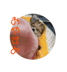 チワワのゆずたん（個別スタンプ：6）
