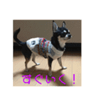 チワワのゆずたん（個別スタンプ：12）