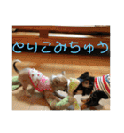 チワワのゆずたん（個別スタンプ：20）