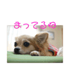 チワワのゆずたん（個別スタンプ：26）