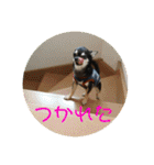 チワワのゆずたん（個別スタンプ：28）