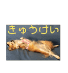チワワのゆずたん（個別スタンプ：29）
