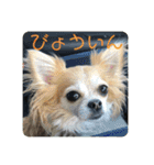 チワワのゆずたん（個別スタンプ：33）