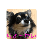 チワワのゆずたん（個別スタンプ：39）