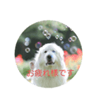 グレートピレニーズの里桜とお花たち（個別スタンプ：1）
