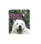 グレートピレニーズの里桜とお花たち（個別スタンプ：3）