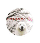 グレートピレニーズの里桜とお花たち（個別スタンプ：5）