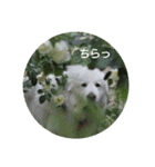 グレートピレニーズの里桜とお花たち（個別スタンプ：6）