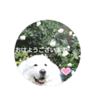 グレートピレニーズの里桜とお花たち（個別スタンプ：8）