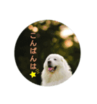 グレートピレニーズの里桜とお花たち（個別スタンプ：10）