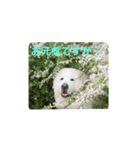 グレートピレニーズの里桜とお花たち（個別スタンプ：11）