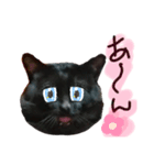 なんとなく使えるかも知れない猫スタンプ（個別スタンプ：3）