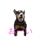 ミニピンミンユズ（個別スタンプ：2）