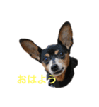 ミニピンミンユズ（個別スタンプ：4）
