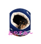 ミニピンミンユズ（個別スタンプ：5）