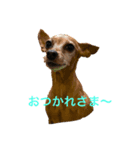 ミニピンミンユズ（個別スタンプ：6）