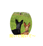 ミニピンミンユズ（個別スタンプ：7）