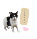 我が家の可愛いネコちゃん達（個別スタンプ：7）
