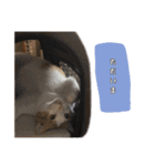 我が家の可愛いネコちゃん達（個別スタンプ：9）
