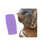 我が家の可愛いネコちゃん達（個別スタンプ：10）