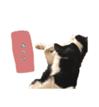 我が家の可愛いネコちゃん達（個別スタンプ：14）