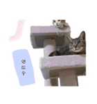 我が家の可愛いネコちゃん達（個別スタンプ：16）