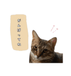 我が家の可愛いネコちゃん達（個別スタンプ：23）
