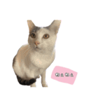 我が家の可愛いネコちゃん達（個別スタンプ：31）
